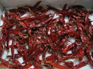 Wrinkled Dry Red Chilli