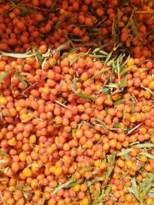 Seabuckthorn Oil