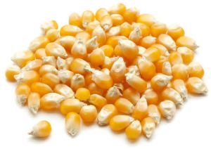 Maize