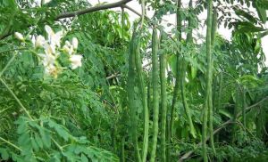 moringa powder