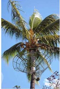 Coconut Tree Safety Nets Installation Service