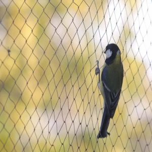 Sparrow Protection Safety Nets Installation Service