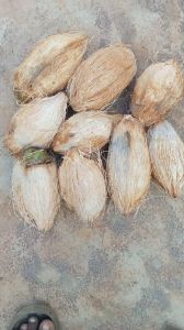 Semi Husked Coconuts
