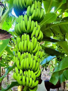 Fresh Green Banana