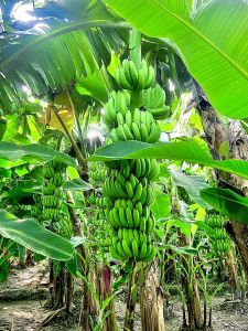 Fresh Green Banana