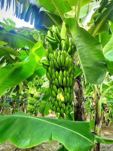 Fresh Green Banana