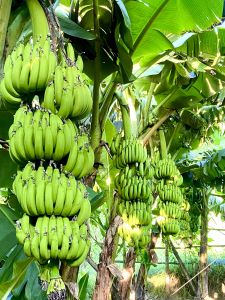 Fresh Green Banana