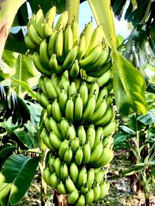 Fresh Green Banana