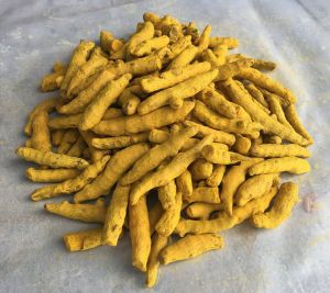 Polished Turmeric Finger