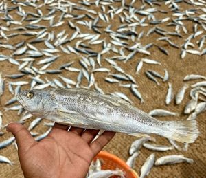 Dry Fish