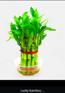 Lucky Bamboo Plant