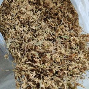 Brown Dried Viola Odorata Gul Banafsha