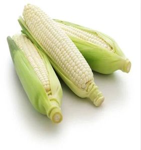 Fresh White Corn