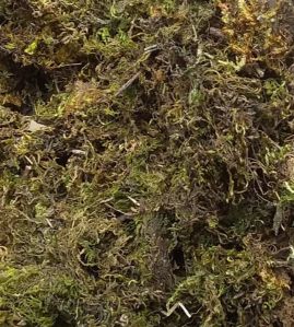 Green Dried Moss Grass