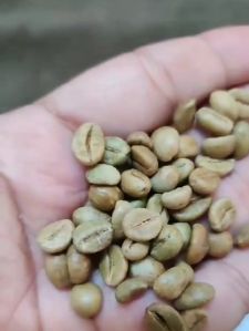 Arabica, Robusta Coffee Beans