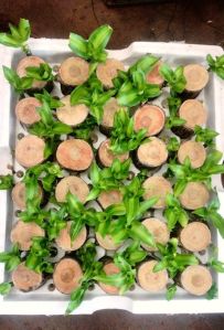 Brazilian Lucky Wood