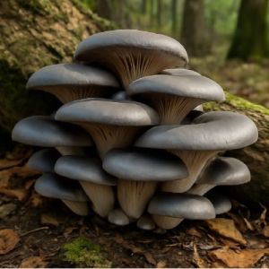 Fresh Grey Oyster Mushroom