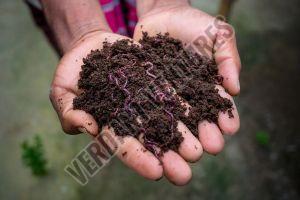 Vermicompost Fertilizer