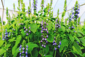 Block Chiya Seed