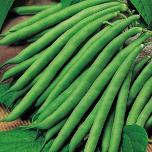 A Grade Green Fresh Bean
