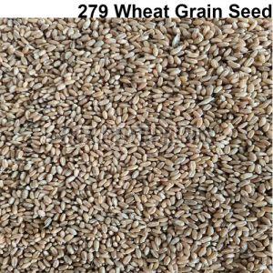279 Wheat Grain Seeds