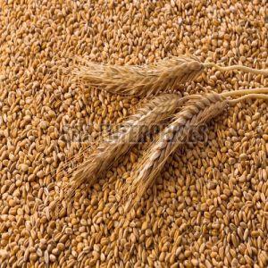 A Grade Wheat Seed