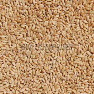 Durum Wheat Seeds