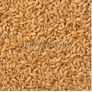 Organic Lokwan Wheat