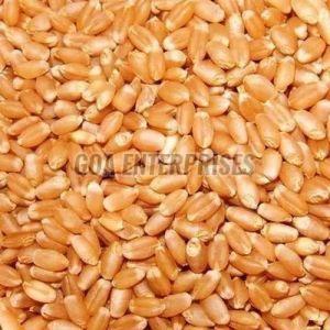 Organic Natural Wheat