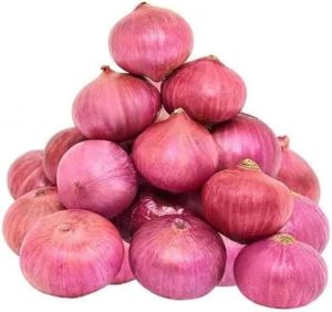 A Grade 45mm Red Onion