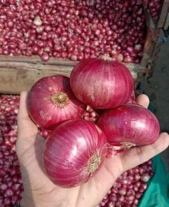 A Grade 55mm Red Onion