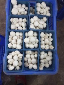 Fresh White Button Mushroom