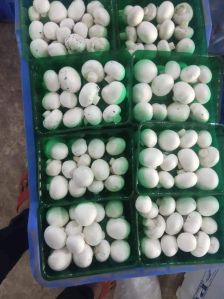 Fresh White Button Mushroom