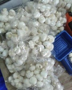 Fresh White Button Mushroom