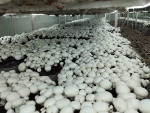 Button Mushroom Spawn