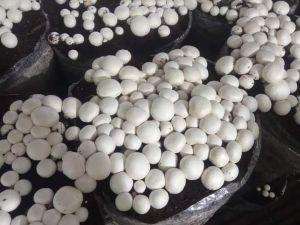 Fresh White Button Mushroom