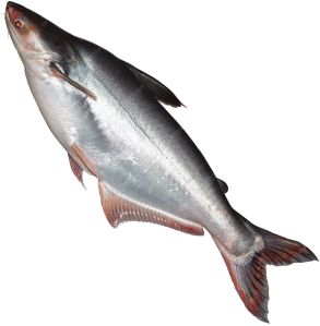 Pangasius Fish