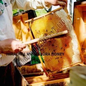 Himachal Multiflora Honey