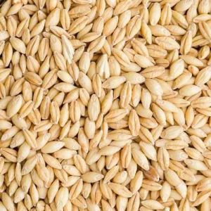 A Grade Barley Grain