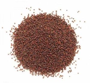 A Grade Brown Mustard Seeds