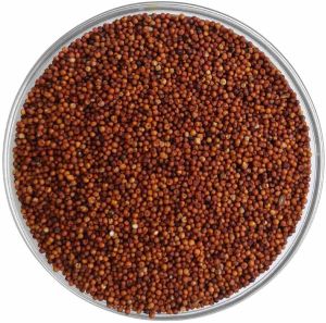 A Grade Finger Millet