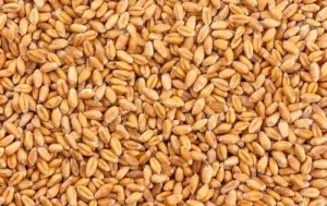 A Grade Golden Durum Wheat