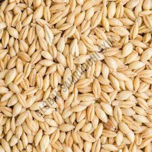 A Grade Barley Grain