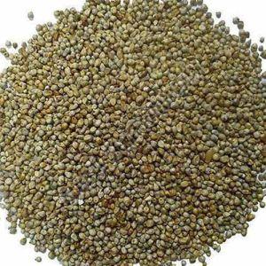 A Grade Natural Pearl Millet Seeds