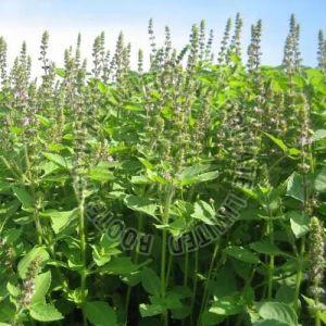 Holy Basil