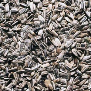 Sunflower Seeds