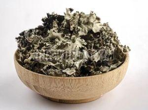 Black Stone Flower