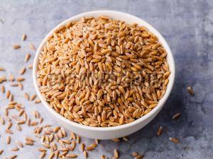 Brown Indian Milling Wheat Grain