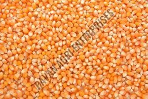 Maize Seeds