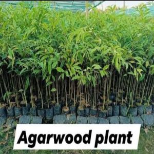 Agarwood Plants